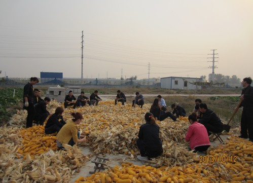 2013��11��6�շḻְ������쵼������֯�����ջ���